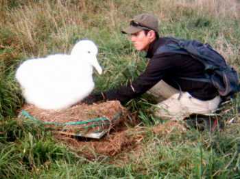 norther_royal_albatross_nest balance_junichi_sugishita